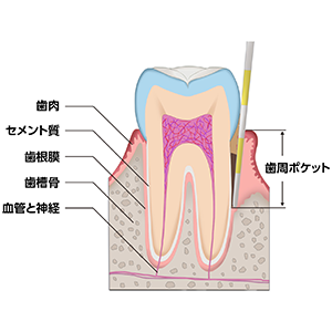 歯のしくみ